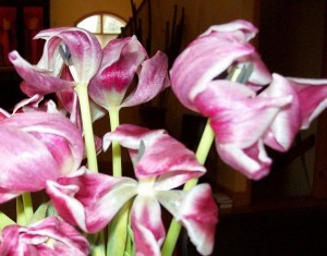 Fleure 16