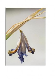 fleur fanée pour le souvenir