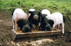 F3   Cochons de la meme soue      n ont rien a se cacher