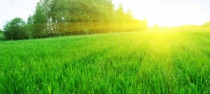 F1   Voyons comme elle pousse ici