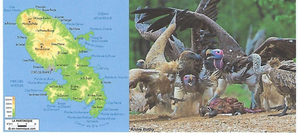 F6       Martinique is now a   Vultures Island   isn t